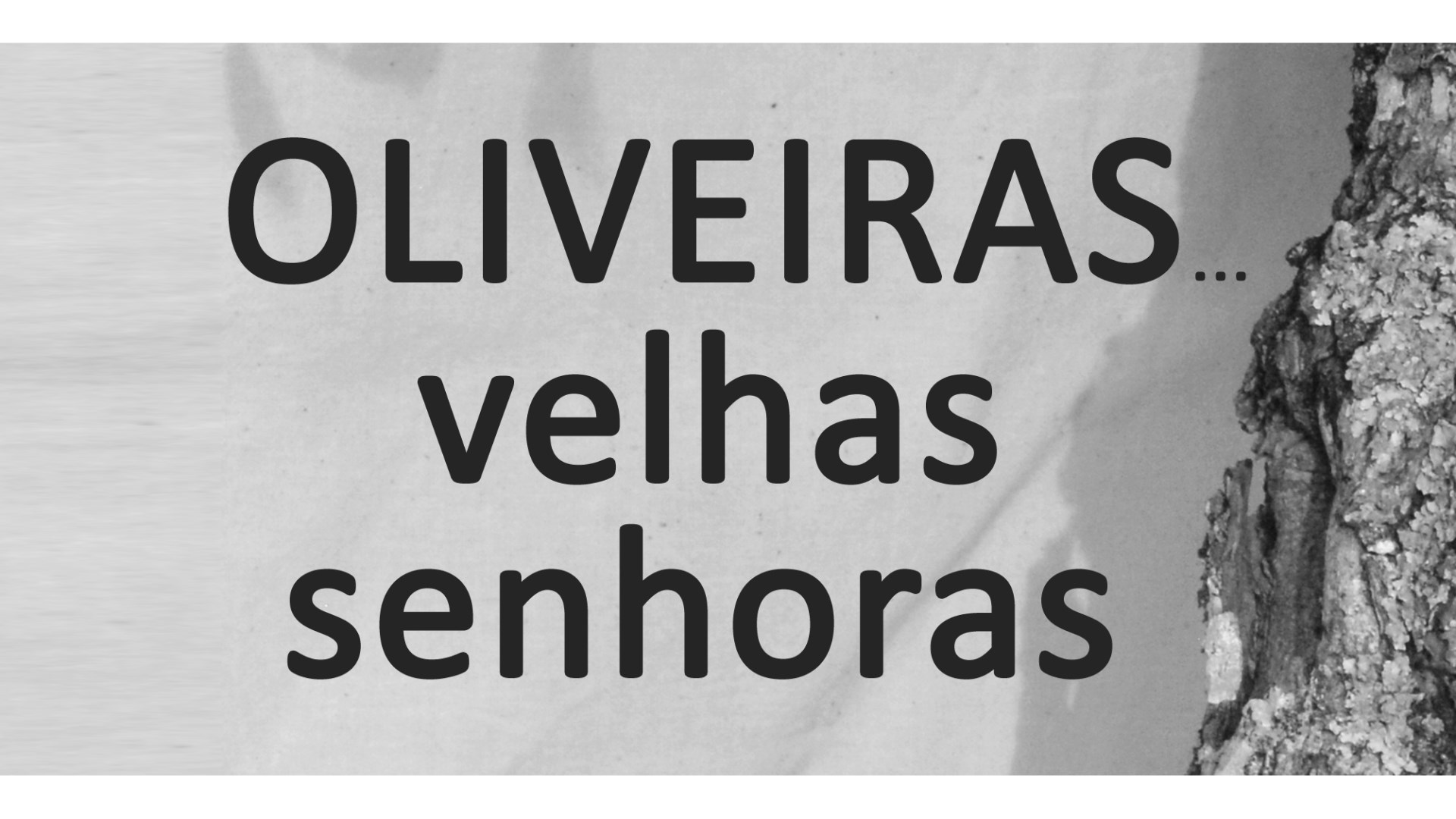 Exposição “Oliveiras … velhas senhoras”